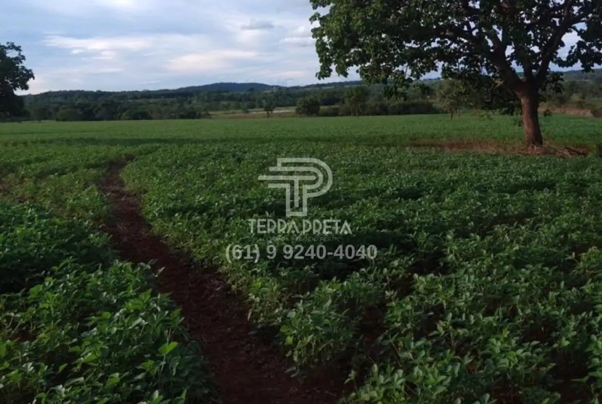 Fazenda a venda em Morrinhos – Go