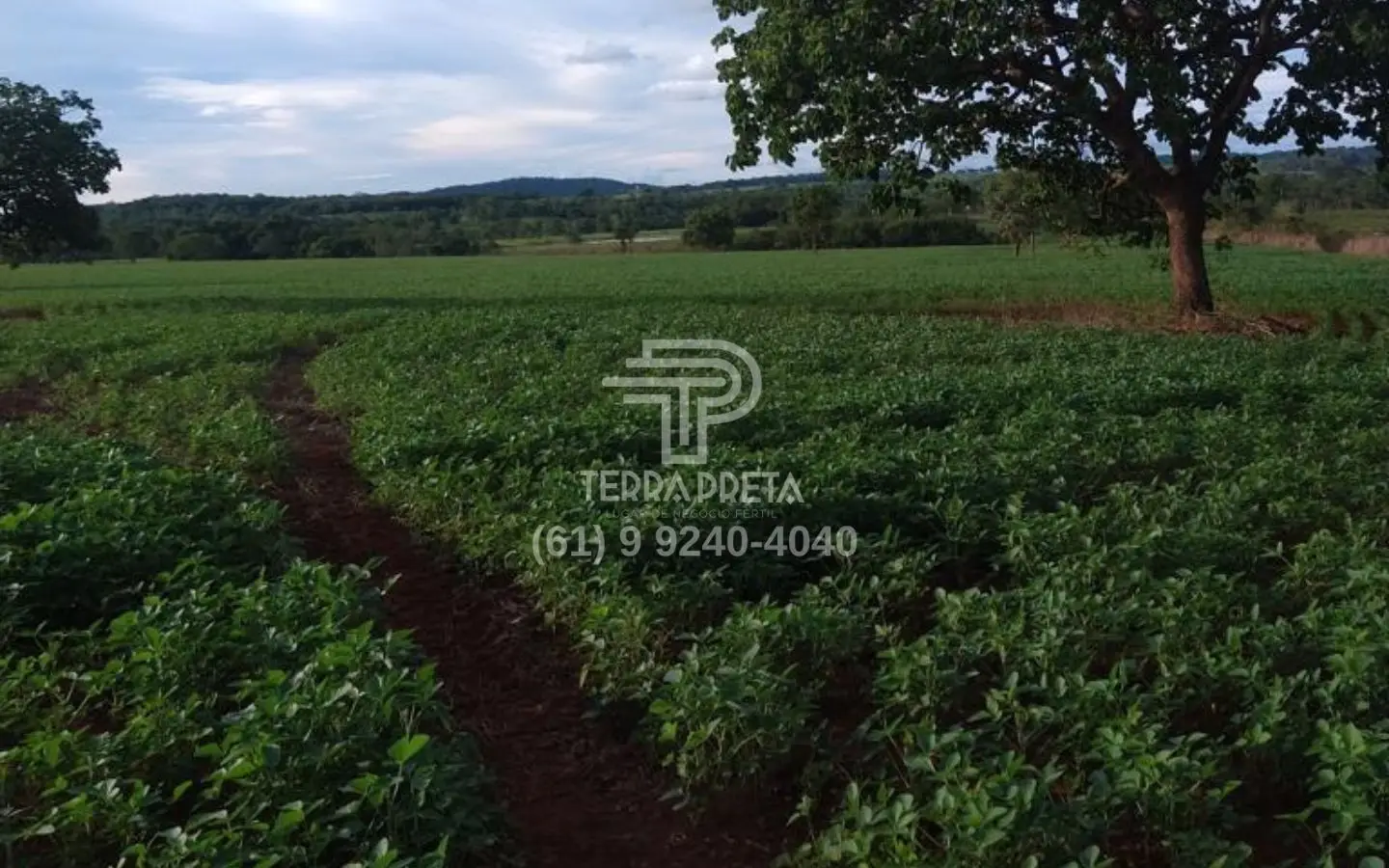 Fazenda a venda em morrinhos go (1) Fazenda a venda em Morrinhos – Go