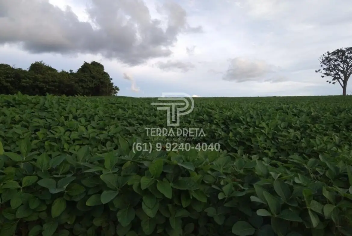 Fazenda a venda em Morrinhos – Go