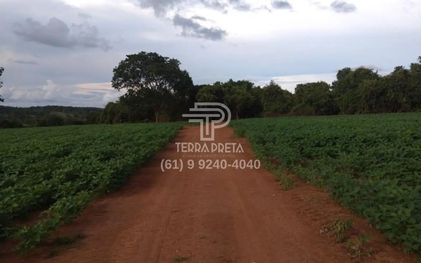 Fazenda a venda em morrinhos go (2) Fazenda a venda em Morrinhos – Go