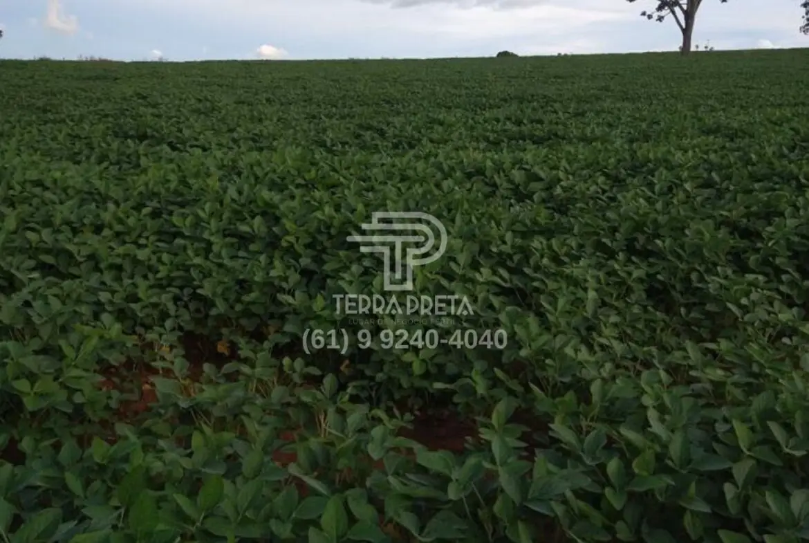 Fazenda a venda em Morrinhos – Go