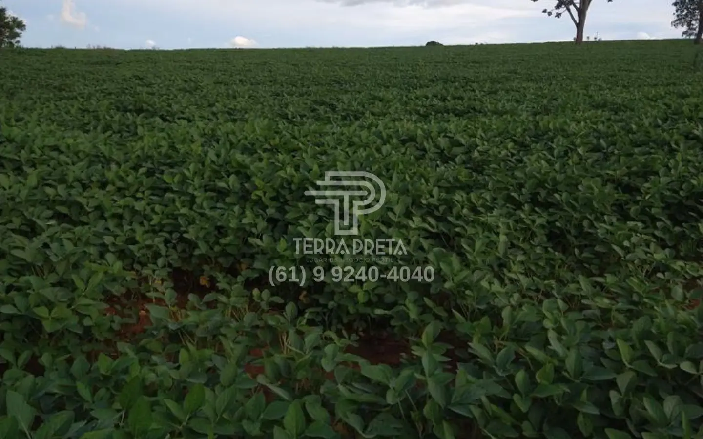 Fazenda a venda em morrinhos go (3) Fazenda a venda em Morrinhos – Go