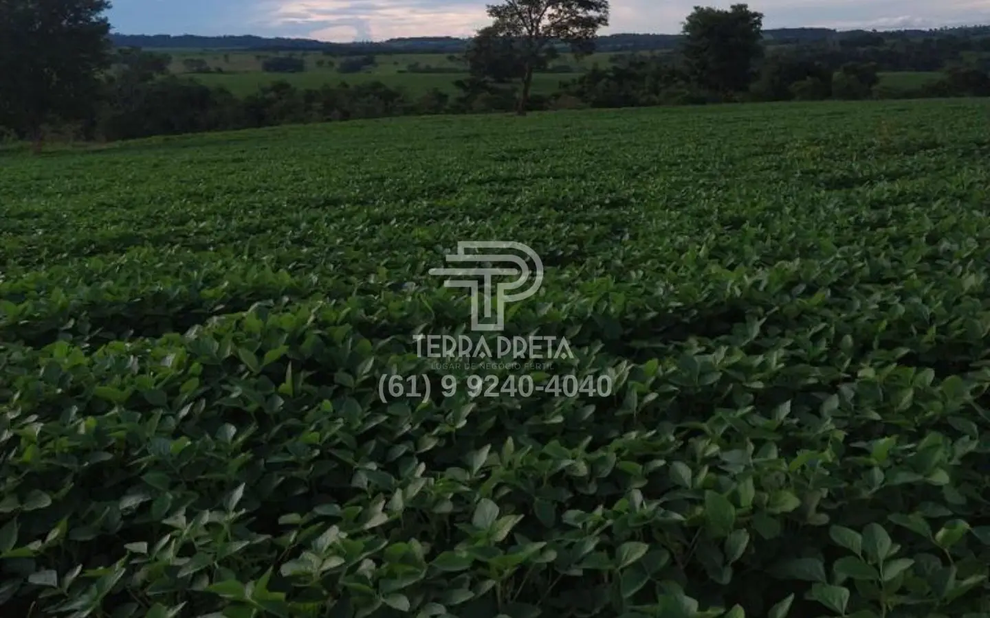 Fazenda a venda em morrinhos go (4) Fazenda a venda em Morrinhos – Go