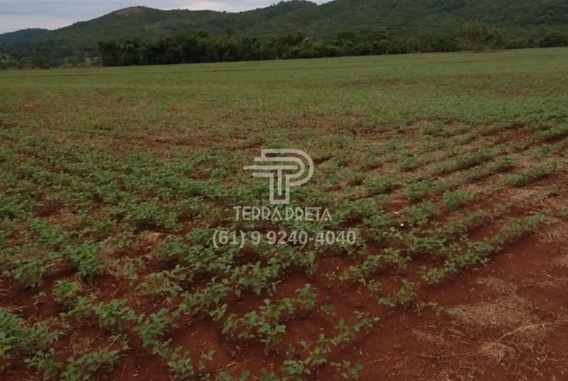 Fazenda a venda em Morrinhos – Go