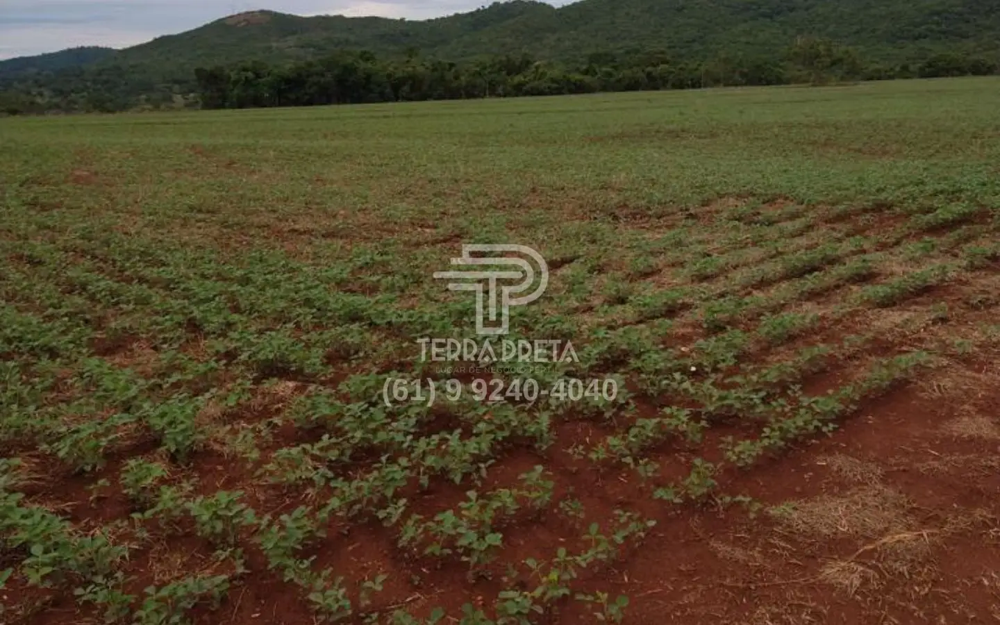 Fazenda a venda em morrinhos go (5) Fazenda a venda em Morrinhos – Go