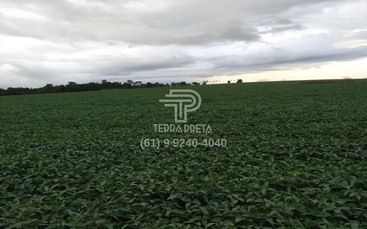 Fazenda a venda em morrinhos go (7) Fazenda a venda em Morrinhos – Go