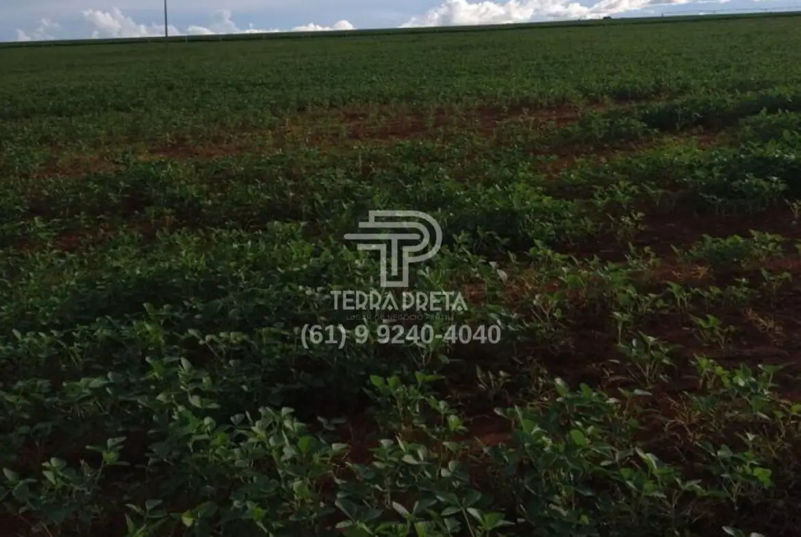 Fazenda a venda em Morrinhos – Go