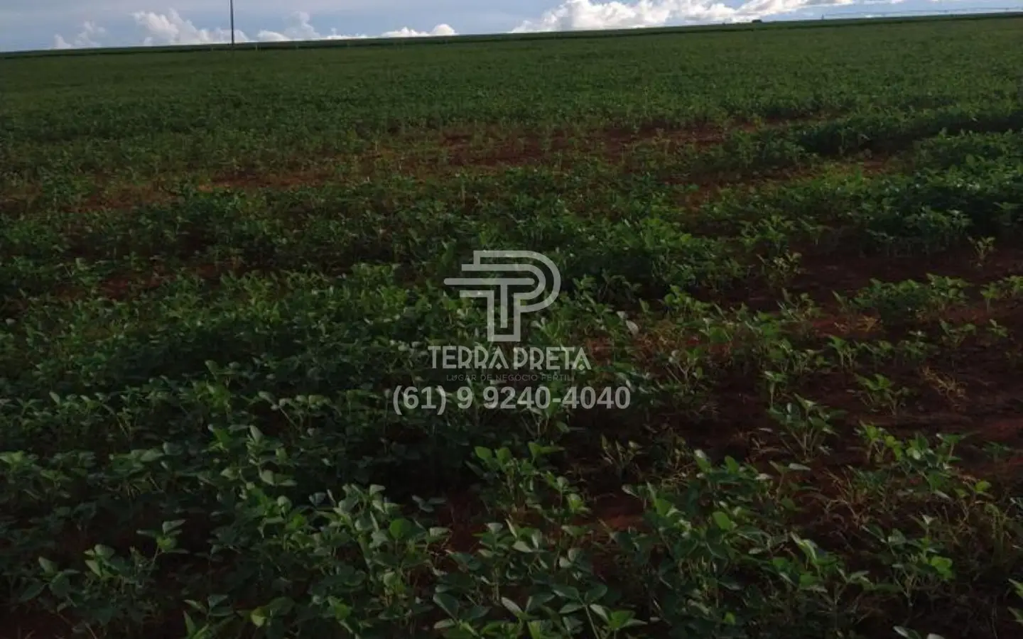 Fazenda a venda em morrinhos go (8) Fazenda a venda em Morrinhos – Go