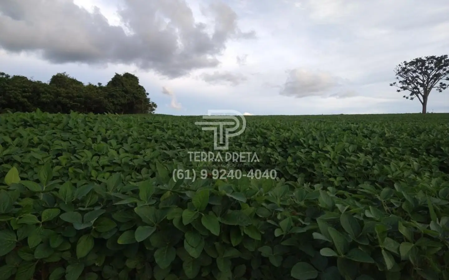 Fazenda a venda em morrinhos go (9) Fazenda a venda em Morrinhos – Go